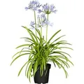 Agapanthus Schmucklilie Northern Star 2-3 Liter Container