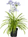 Agapanthus 'Northern Star', Schmucklilie, tiefblau, 2-3 Liter Container