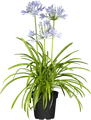 Agapanthus 'Northern Star', Schmucklilie, tiefblau, 2-3 Liter Container