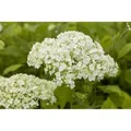 Hydrangea Arborescens Schneeballhortensie Lime Rickey 60-80 cm