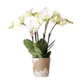 Exotenherz Zimmerpflanze Weiße Phalaenopsis Orchidee Jewel Ghent Topfgröße 12cm