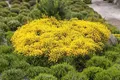 Pflanzen für Dich Gehölze Cytisus beanii Osiris, 1 St., Ginster, Besenginster