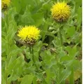 Große Flockenblume - Centaurea macrocephala