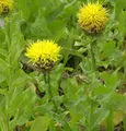Große Flockenblume - Centaurea macrocephala - lebende Gartenpflanze aus den Baumschulen