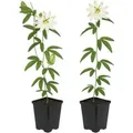 Exotenherz Kletterpflanzen Passionsblume Passiflora Avalanche 2er Set 11cm Topf