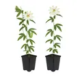 Exotenherz Kletterpflanze Exotenherz Kletterpflanze - Passionsblume Passiflora Avalanche 2er Set
