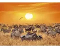 Fototapete Vlies 22776 African Antelopes and Zebras 10-tlg. 500 x 280 cm
