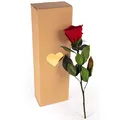 Ewige Rose Dunkelrot - echte Rose konserviert haltbar 3 Jahre 30-35cm in Box - ewige Rose mit Stengel für Blumenvase rotes Wohnaccessoires Deko modern und Liebesgeschenke für Frauen (Burgundy)