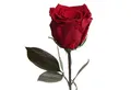 ROSEMARIE SCHULZ Heidelberg Kunstblume Ewige Rose konserviert mit Stiel echte haltbare Rose Infinity Rose, , Höhe 30 cm, Liebesbeweis Geschenk für sie Rose, Made in Germany, Burgundy