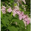 Bogenflieder 80-100cm - Syringa reflexa
