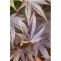 Acer Palmatum Atropurpureum Japanischer Ahorn Rotlaubig 100–125 cm