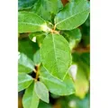 Elaeagnus ebbingei 'Compacta' 50-60 cm