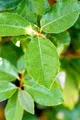 Elaeagnus ebbingei 'Compacta', immergrün, silbrig, 50–60 cm