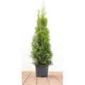 Thuja occidentalis 'Smaragd', Lebensbaum, immergrün, 60–80 cm