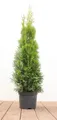 Pflanzen für Dich Konifere Thuja Smaragd, 1 St., Lebensbaum, Abendländischer Lebensbaum, immergrün, säulenform