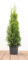 Thuja occidentalis 'Smaragd', Lebensbaum, immergrün, 60–80 cm