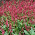6 x Kerzenknöterich - Persicaria amplexicaulis 'Red Baron' | Topf 9cm x 9cm