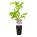 GreenboutiQ - Blauregen Pflanze Winterhart - Wisteria floribunda Rosea - Blüte rosa - 1 Pflanze - Topf 11cm Höhe 40cm