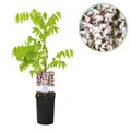 Blauregen Pflanze Wisteria floribunda Rosea Blüte rosa ⌀11cm ↕40cm