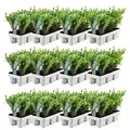 Plants by Frank | 72 Stechpalme | Heckenpflanzen Winterhart | 72 x Ø7 cm - 15 cm Ilex Crenata Jenny | Heckenpflanzen | Buchs Ersatz | Buchsbaum