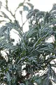 Chamaecyparis pisifera 'Boulevard' 20–30 cm – Winterhart, Immergrün, Pflegeleicht – Scheinzypresse – Konifere für Kübel & Beet