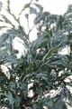 Pflanzen für Dich Konifere Chamaecyparis pisifera Boulevard, 1 St., Erbsenfrüchtige Scheinzypresse, Boulevard-Scheinzypresse, blaugrün, kompaktwuchs