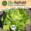 Little Plants BIO Kopfsalat Samen 125 Kopfsalatsamen Suzan Gemüsesamen für Gemüsegarten Samenfest Gemüse Samen Salatsamen für Küche, Balkon und Garten