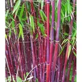BALDUR Garten 1x Roter Bambus 'Chinese Wonder' winterhart, Pflanze im 13 cm-Topf, Fargesia jiuzhaigou No.1, bildet keine Wurzelausläufer, schnell ...