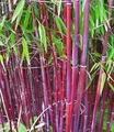 BALDUR Garten 1x Roter Bambus 'Chinese Wonder' winterhart, Pflanze im 13 cm-Topf, Fargesia jiuzhaigou No.1, bildet keine Wurzelausläufer, schnell wachsend, pflegeleicht