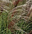 Chinaschilf Herbstfeuer - Miscanthus sinensis