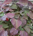 Kanadischer Judasbaum Ruby Falls 30-40cm - Cercis canadensis