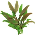 Dennerle Plants Aquariumpflanze Cryptocoryne Lutea