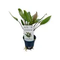 Cryptocoryne lutea (walkeri) - Topf Aquarienpflanze Wasserkelch Dennerle 435