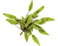 Wasserkelch - Cryptocoryne lutea