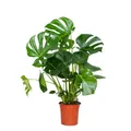 Bloomique - Monstera Deliciosa - Fensterblatt - Zimmerpflanzen - Pflegeleicht -