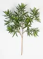 artplants Kunst Podocarpuszweig CHIKO, 440 Blätter, grün, 65cm