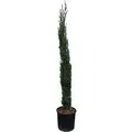Sunny-Tree    Zypresse Cupressus Sempervirens Totem Italienische Winterharte Zypresse - Immergrün Winterhart Bis -18° 160 Zentimeter