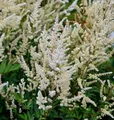 Prachtspiere Irrlicht - Astilbe Astilbe japonica - lebende Gartenpflanze aus den Baumschulen