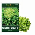 Winterendivien Gialla a cuore Samen - Cichorium endivia - Winterendiviensamen