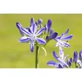 Agapanthus Schmucklilie Jacaranda 2-3 Liter Container