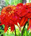 BALDUR Garten 1x Duft-Echinacea 'Hot Papaya' Sonnenhut, Pflanze im 9x9 cm-Topf, schmetterlingsfreundlich, winterharte Staude, trockenresistent, pflegeleicht, Wasserbedarf gering, Echinacea purpurea