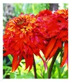 Duft-Echinacea 'Hot Papaya' Sonnenhut, 1 Pflanze