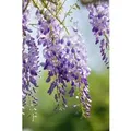 Wisteria Sinensis Chinesischer Blauregen 60–100 cm