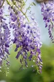 Wisteria sinensis, Chinesischer Blauregen, 60–100 cm