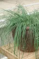 Eragrostis elliottii 'Wind Dancer', Ziergras, ca. 9x9 cm Topf