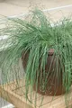 Pflanzen für Dich Gräser Eragrostis elliottii Wind Dancer, 1 St., Elliotts Liebesgras, zartblau, filigrane Halme