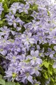 Pflanzen für Dich Kletterpflanze Clematis viticella Prince Charles, 1 St., Italienische Waldrebe, Clematis, blauviolett, langblühend