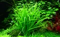 Helanthium tenellum 'Green', Tropica 1-2 Grow, in Vitro Wasserpflanze