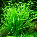 Helanthium tenellus Green 1-2-GROW!