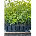 Carpinus betulus 60-80 cm 12cm Topf